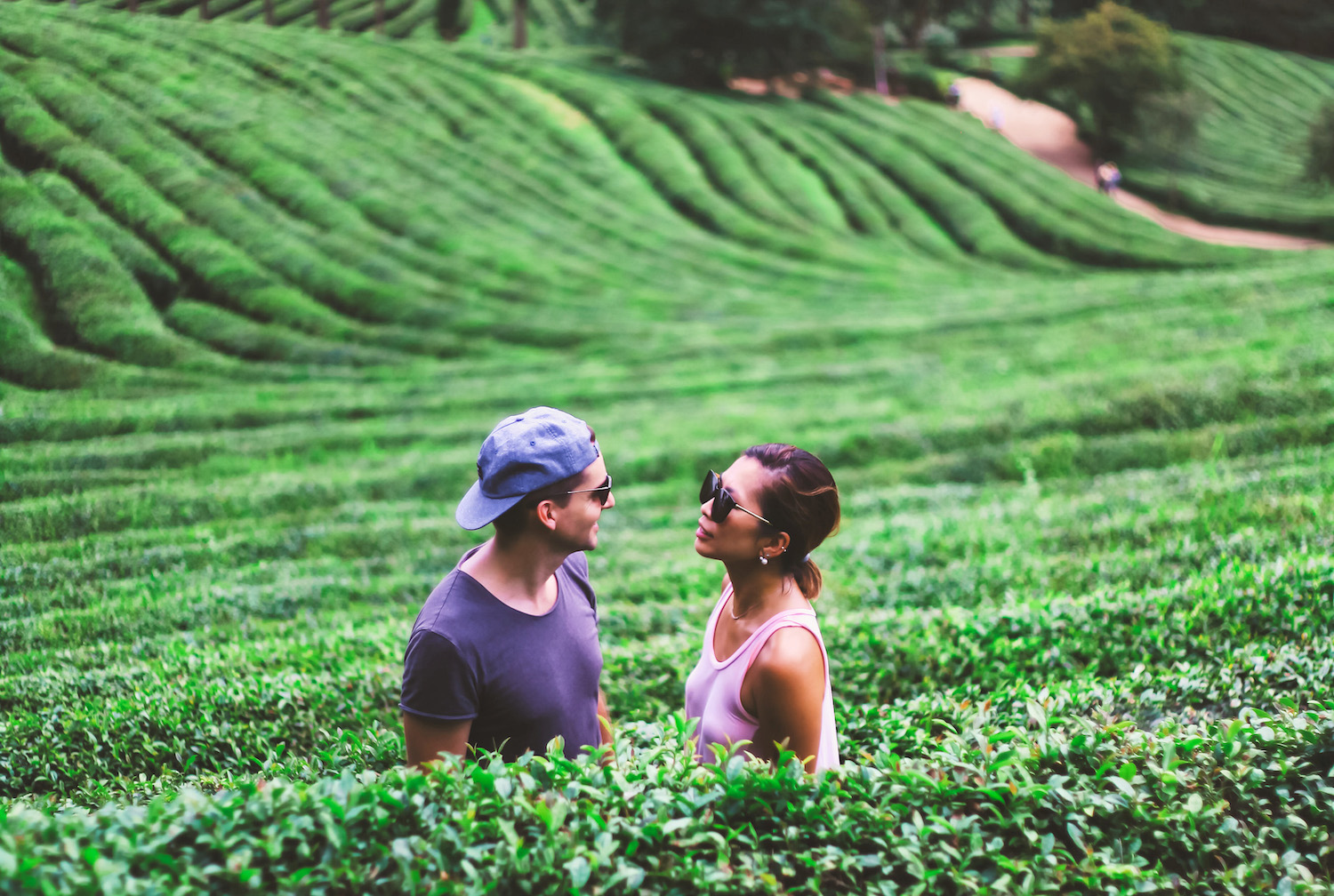 Boseon Green Tea Plantation