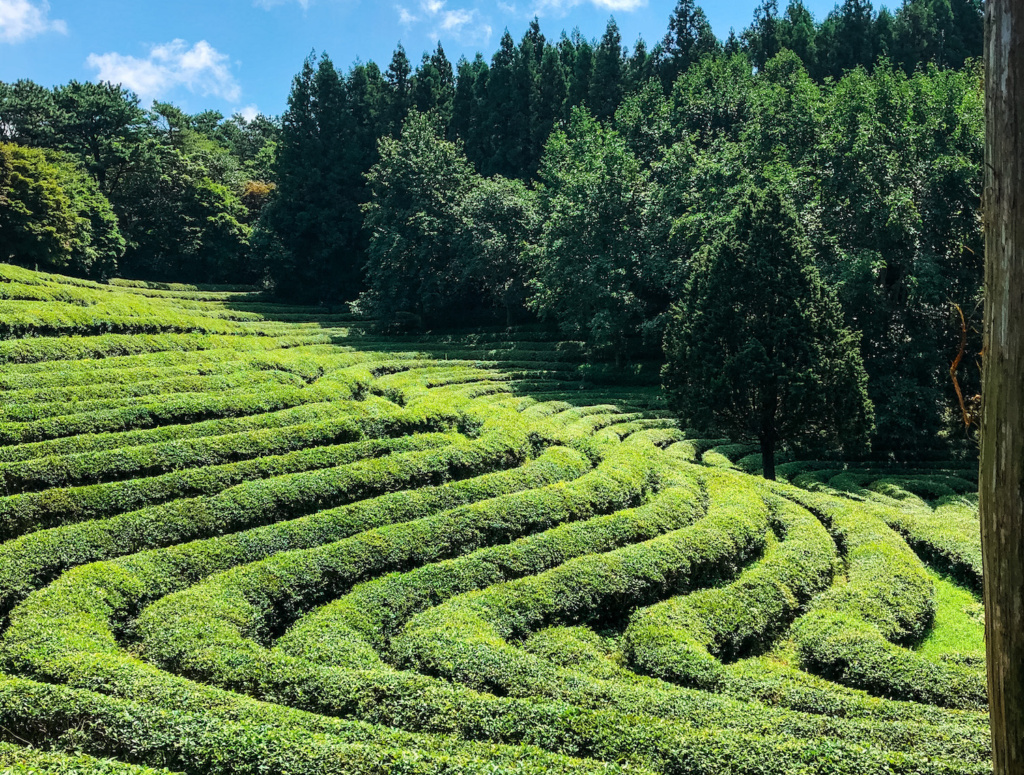 Boseong Green Tea Fields