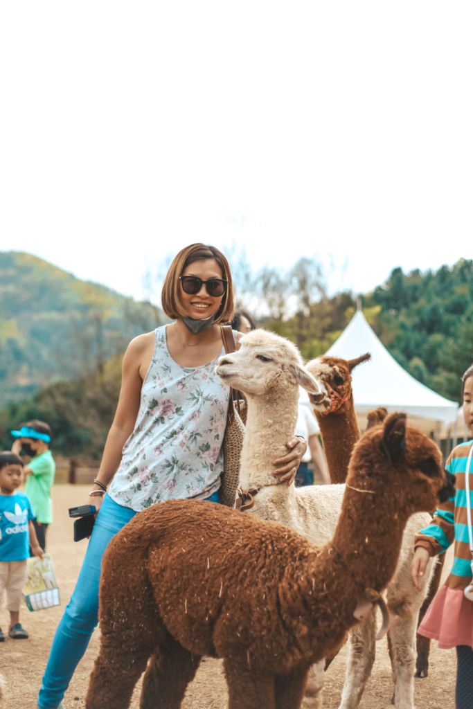 Alpaca World in Korea