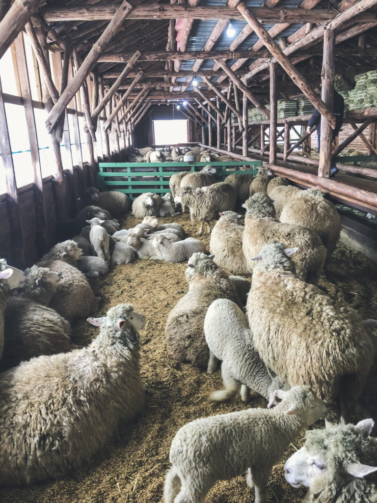 Daegwallyeong sheep farm