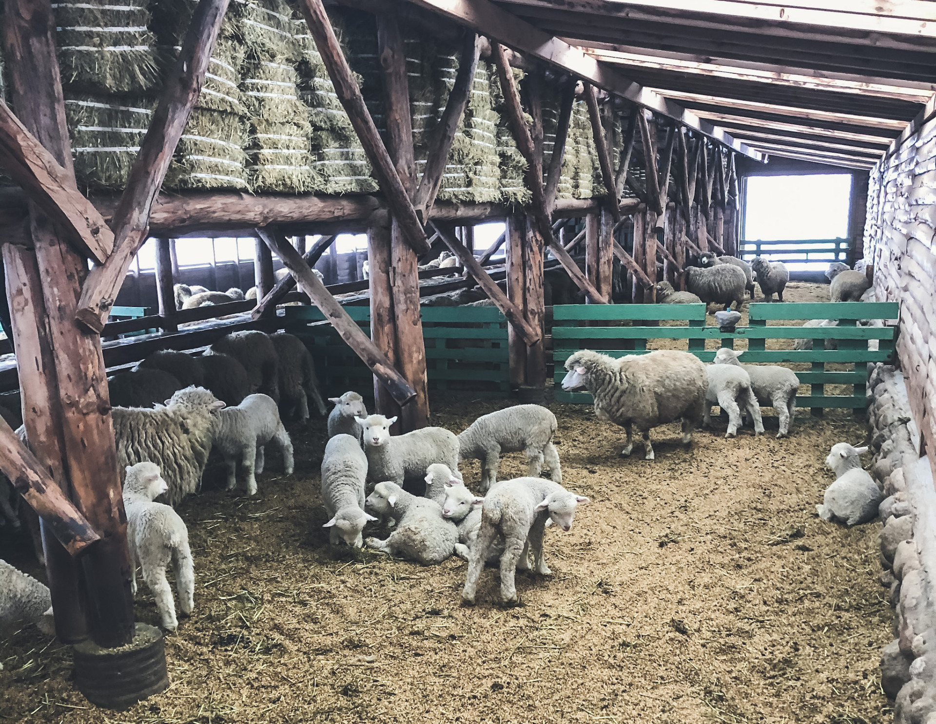 Daegwallyeong Sheep Farm