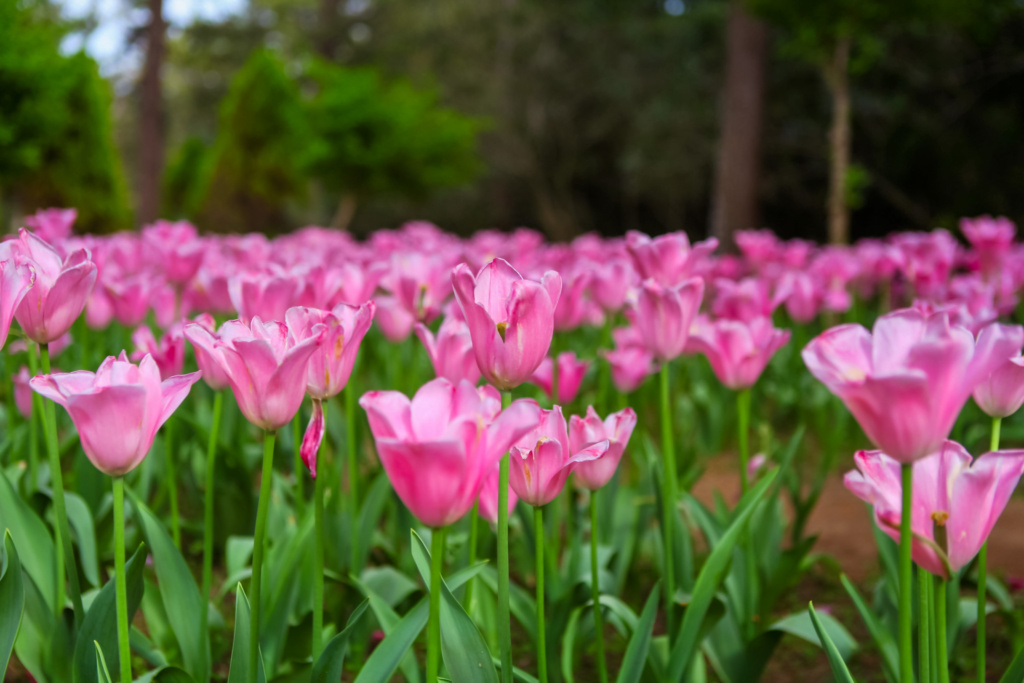 Jeju Hallim Park