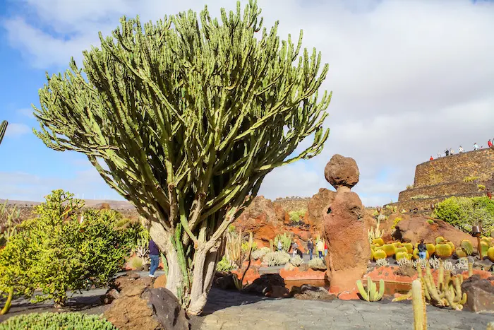 Jardin de Cactus (Lanzarote): photos + conseils