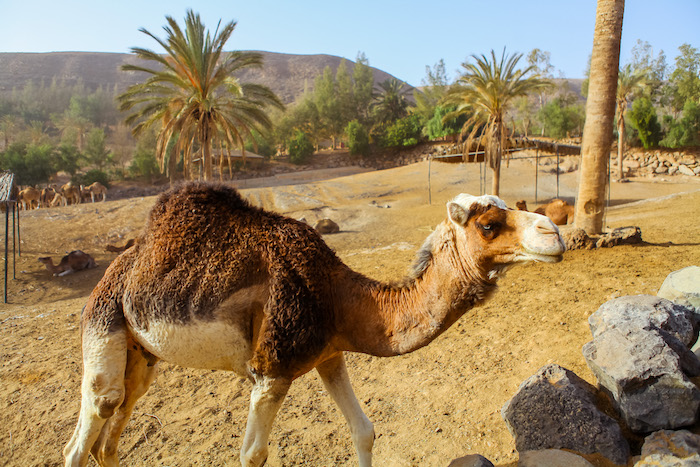 What to do and see in Fuerteventura