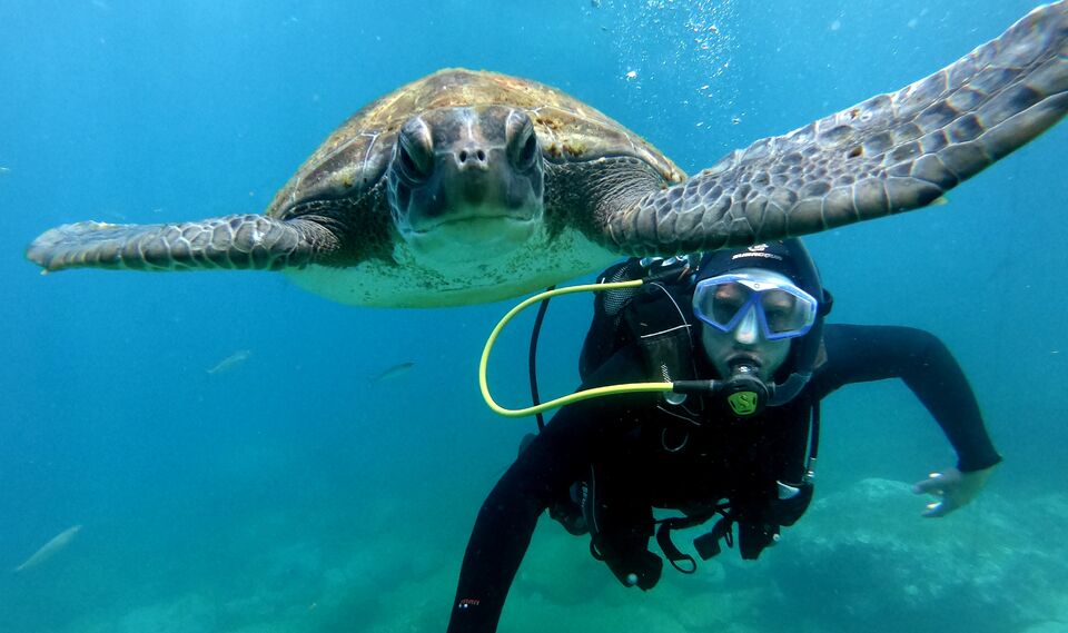 Diving with Turtles in Tenerife