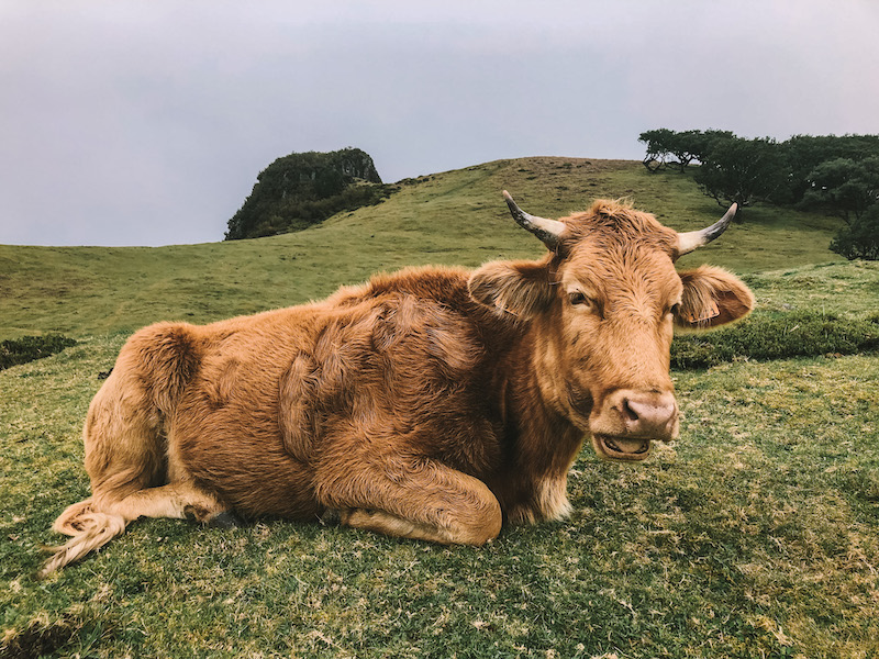 What to do in Madeira: Fanal in Madeira