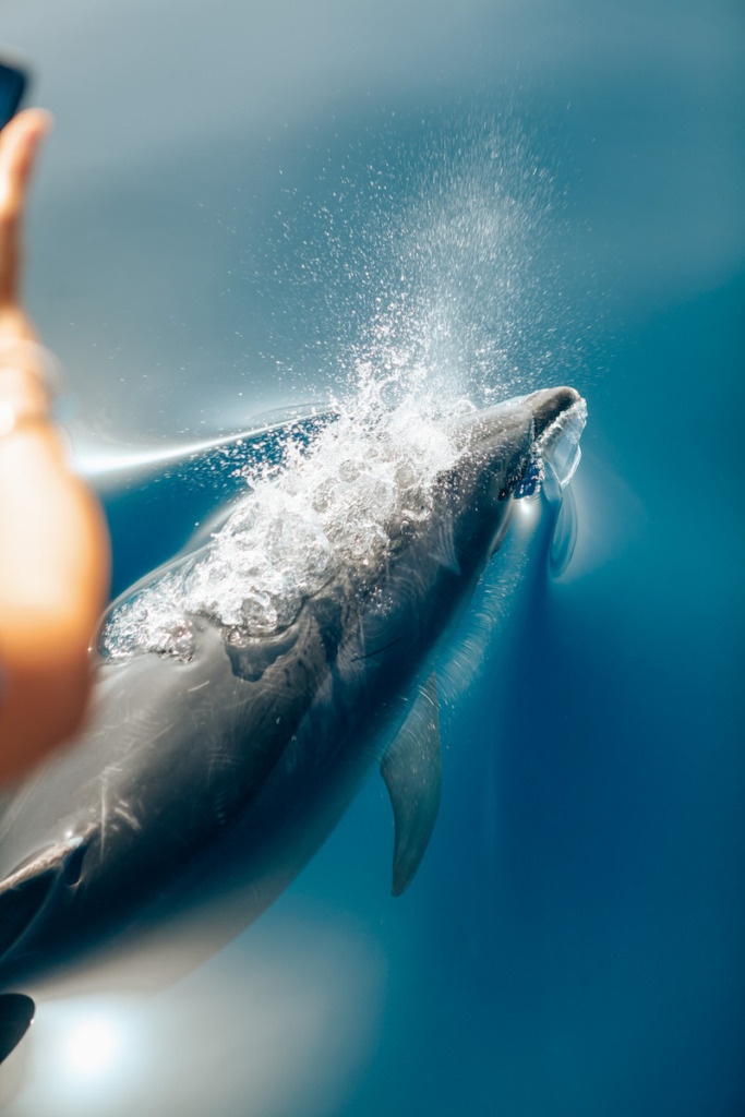 What to do in Funchal: watch Dolphins during a boat tour