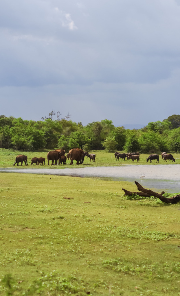 Visiting Udawalawe National Park