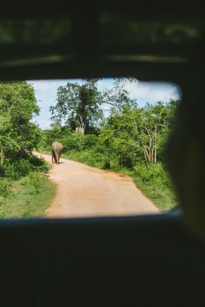 udawalawe national park safari timings