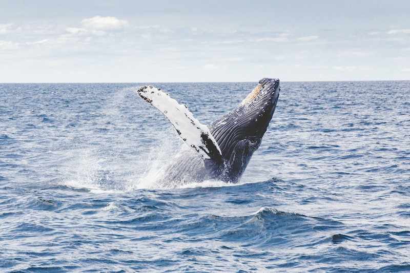 Whale in Mirissa, one of the best things to see in south of Sri Lanka