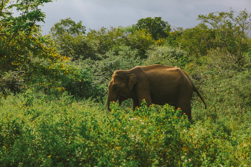 Visiting Udawalawe National Park