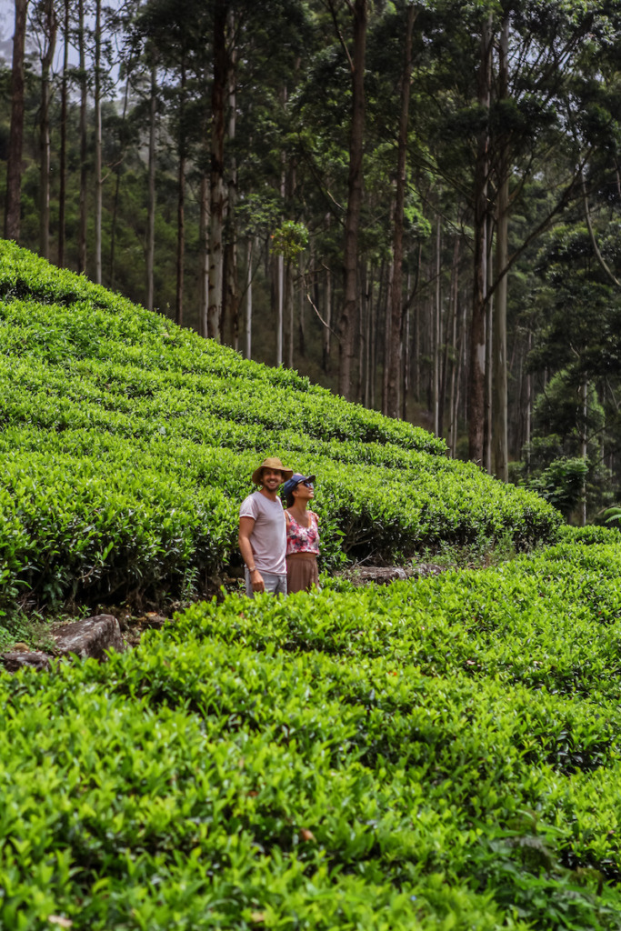 Tea Plantation in Lipton's Seat