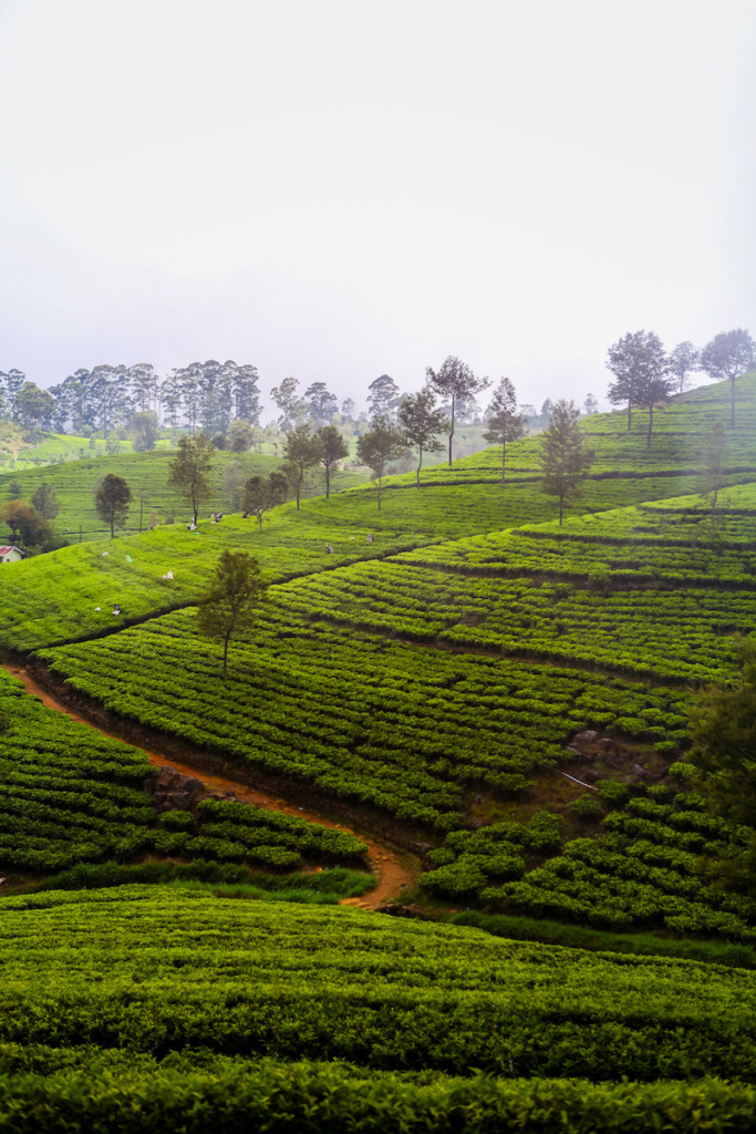 Tea Plantations at Lipton's Seat near Ella