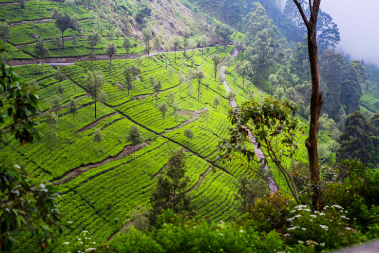 HIKING LITTLE ADAM'S PEAK IN ELLA, [SRI LANKA]