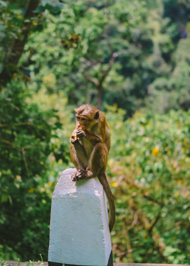 Monkey on the road in Ella