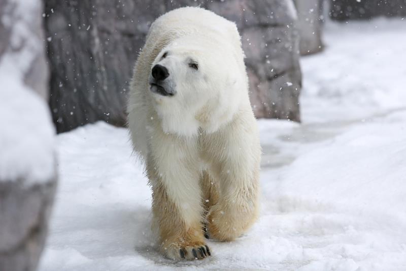 Asahiyama Zoo, one of the best things to see in Hokkaido