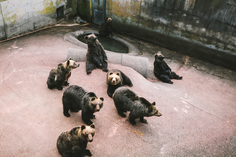 Bear Farm in Lake Toya