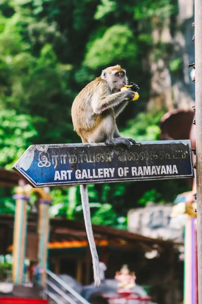 Monkey on a road sign. 