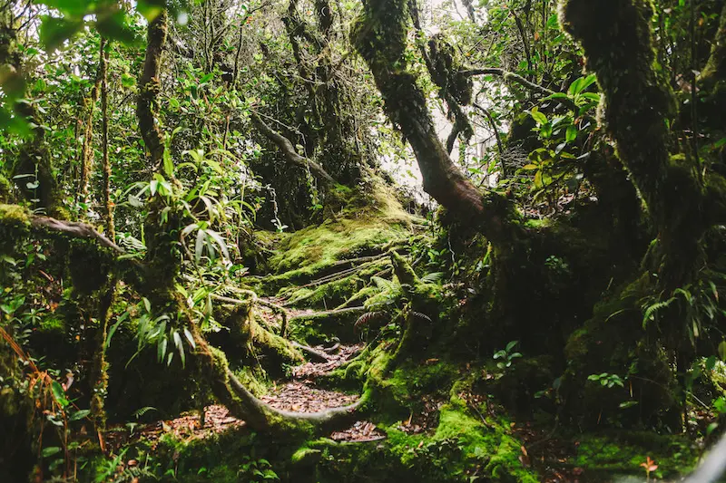 Hike at the Mossy Forest