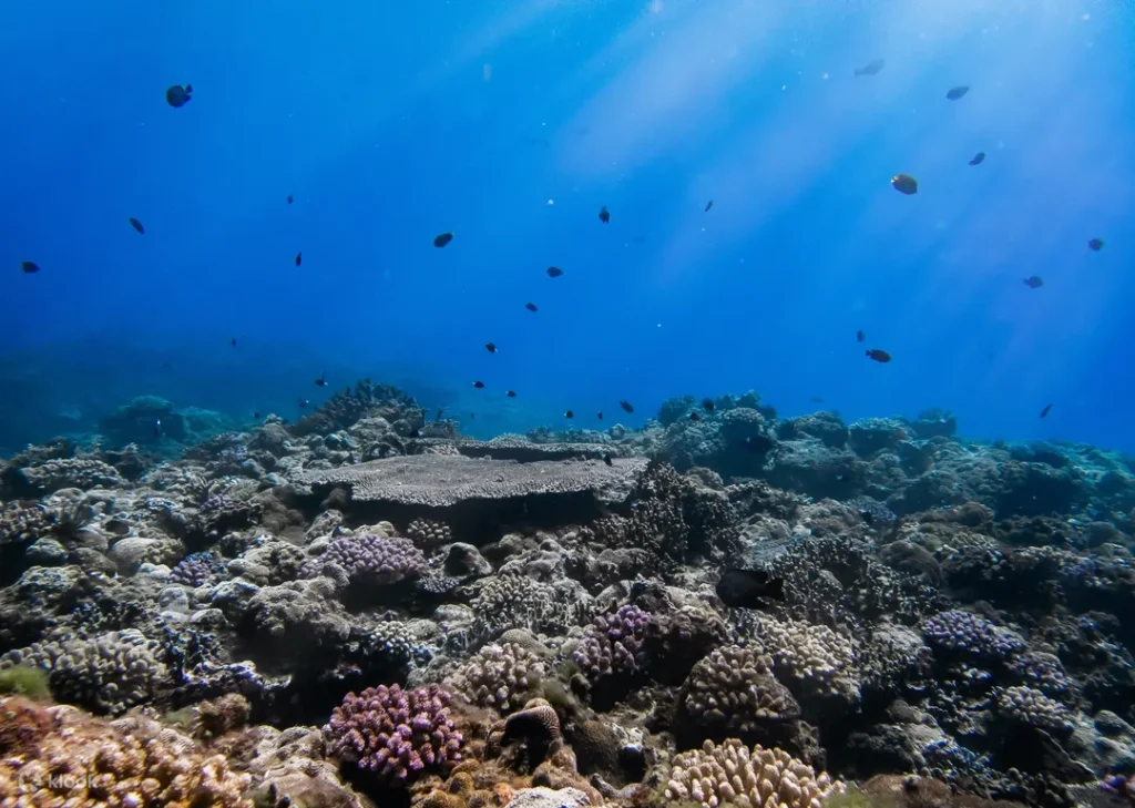 Diving in Kenting