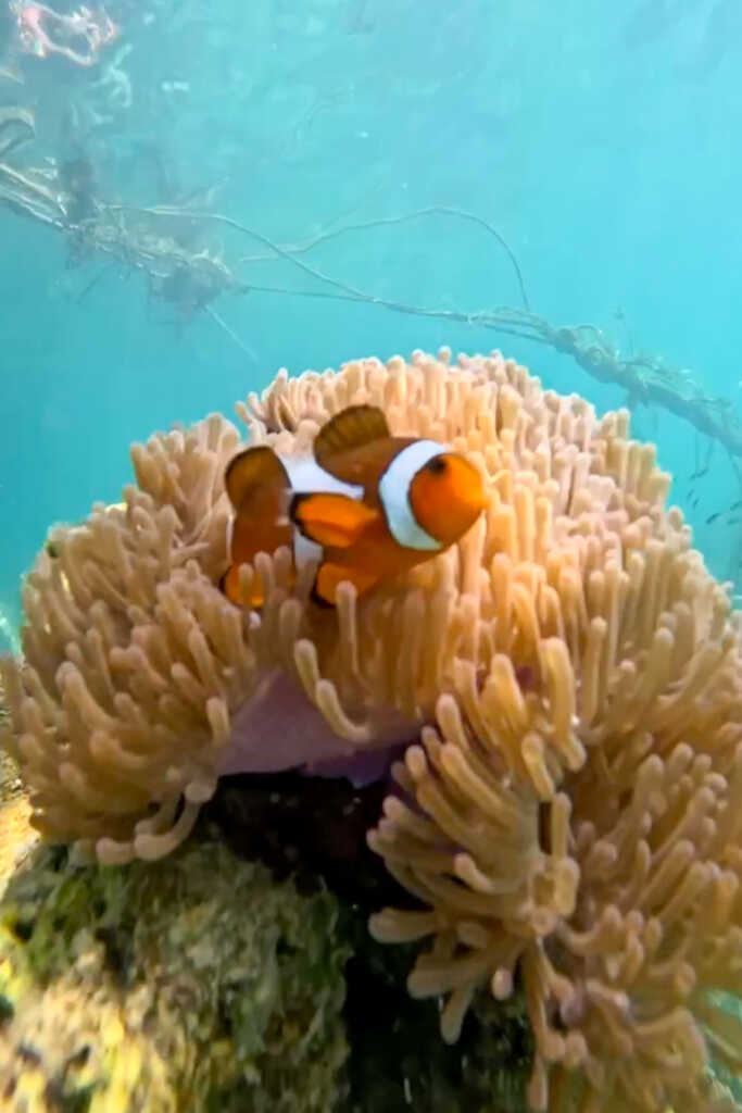We saw Nemo while snorkeling