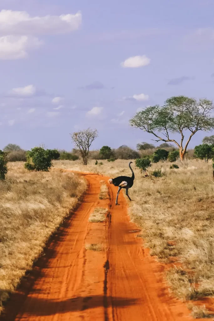 An Ostrich crossing the road at Tsavo East. One of the best things to do in Kenya.