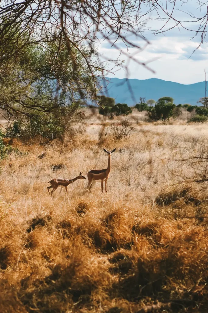 Guide to Kenya: Tsavo East