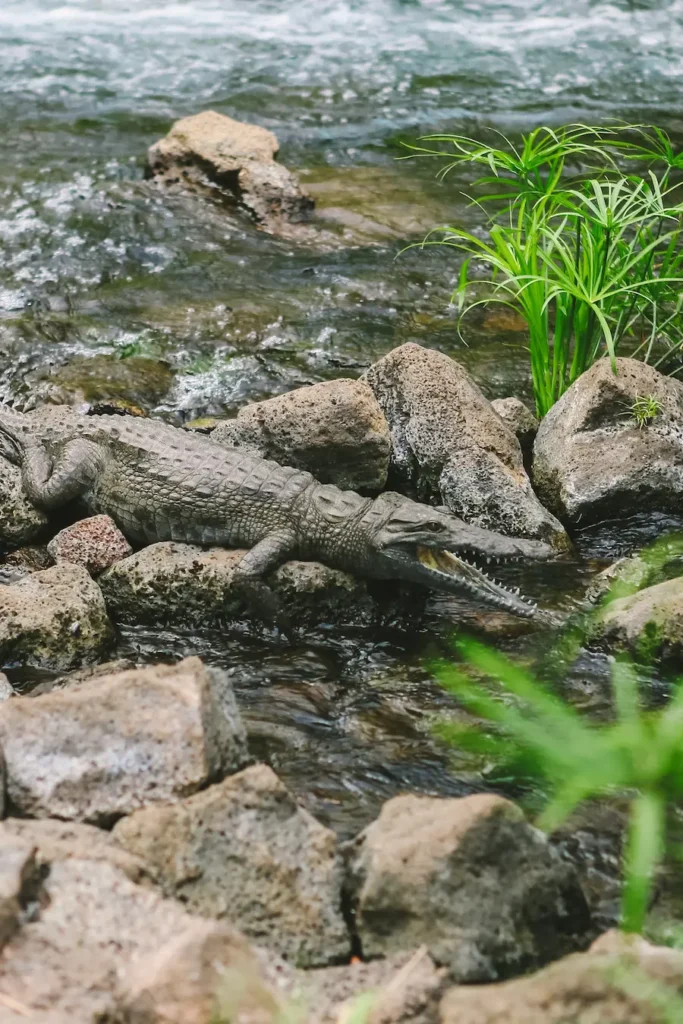Crocodiles at Tsavo west