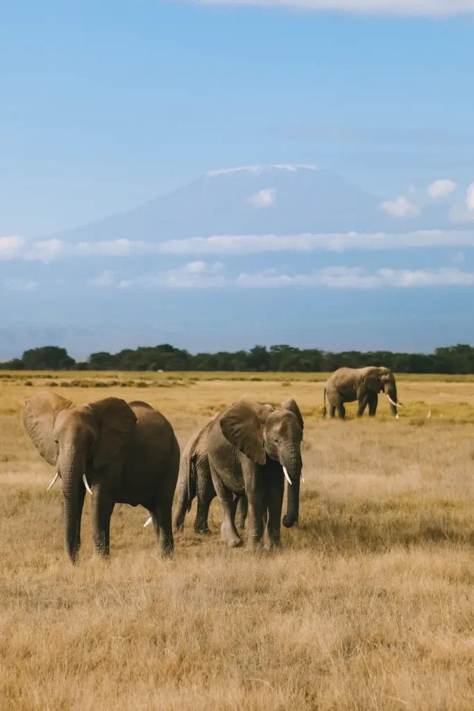Elephants taking the pose in front of the Kilimanjaro.