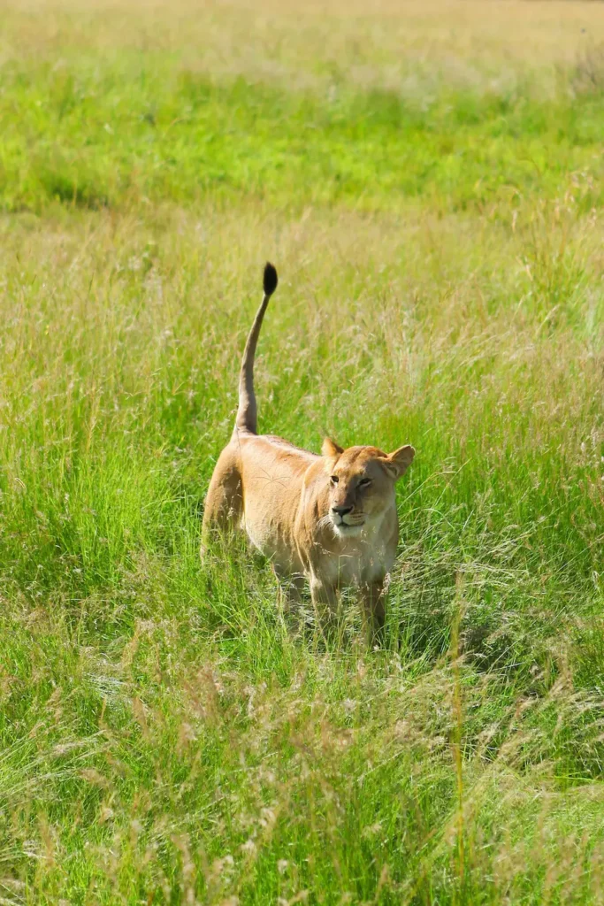 A lion in the Masai Mara