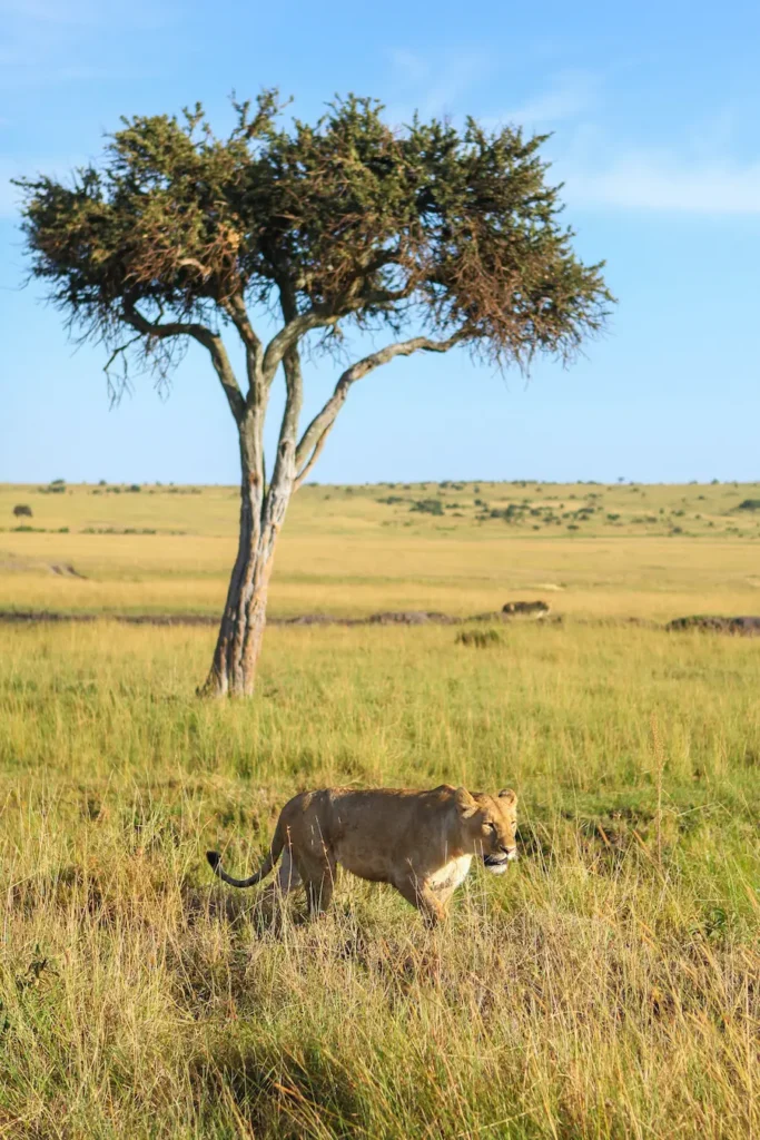 Lion in the Masai Mara in Kenya