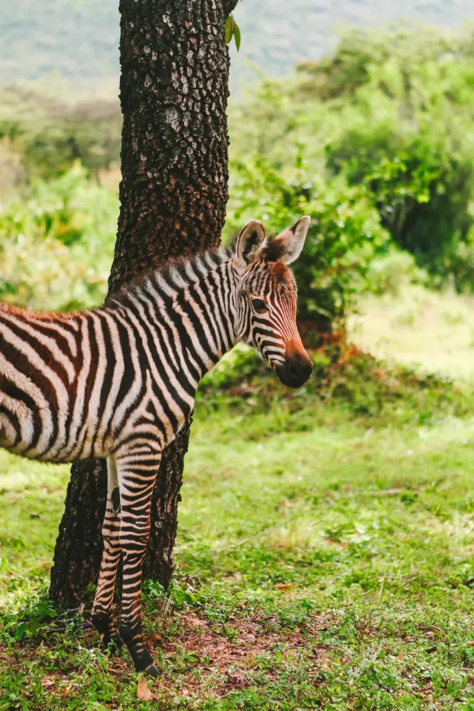 The baby zebra in front of our Hotel room.