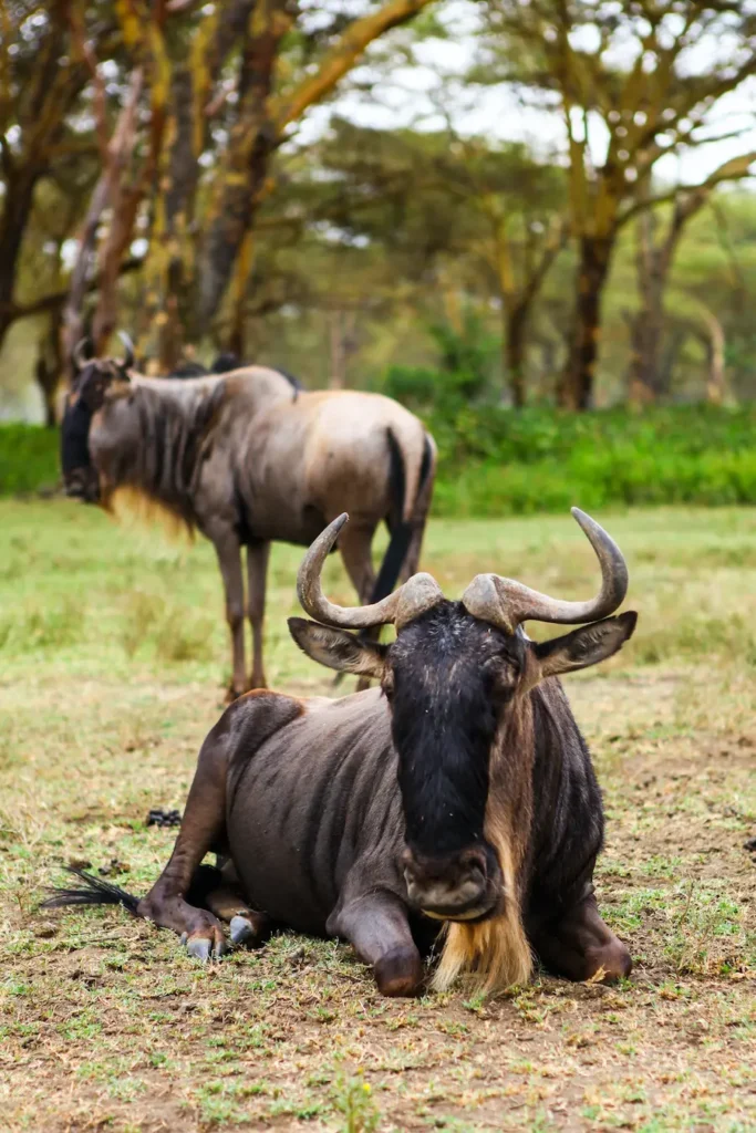 Things to see in Kenya; Lake Naivasha