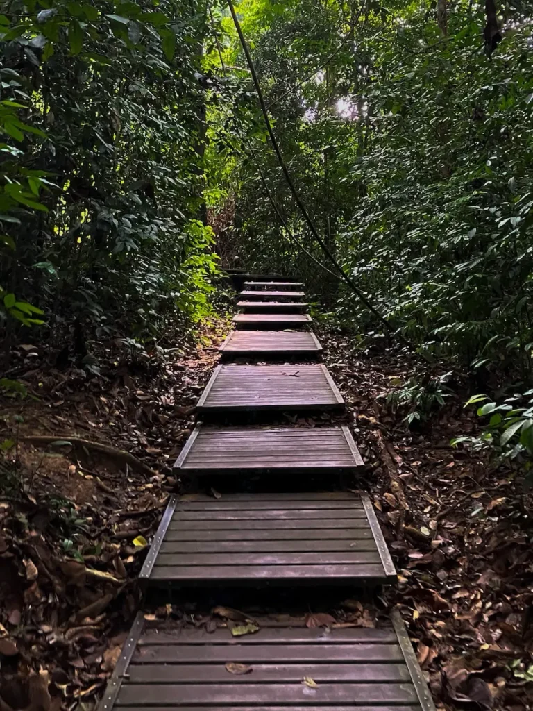 Trail in Taman Negara