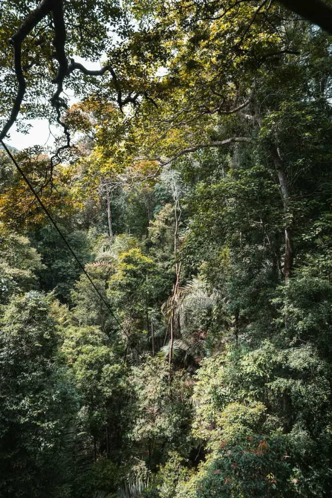 Canopy Walk in Taman Negara