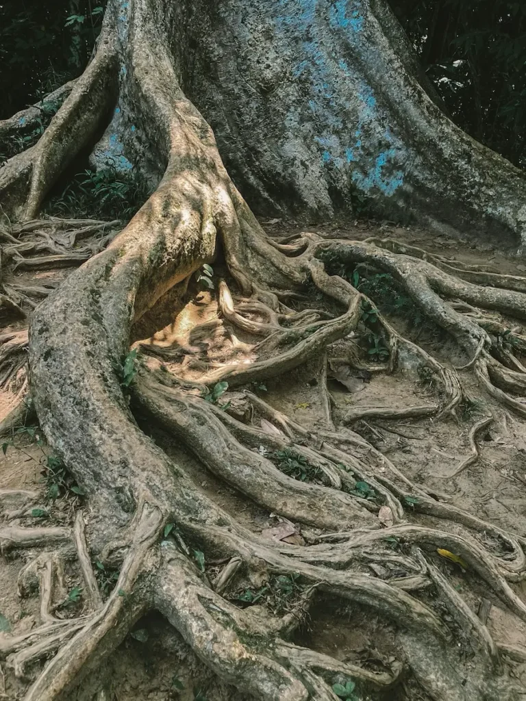 An old tree in Taman Negara